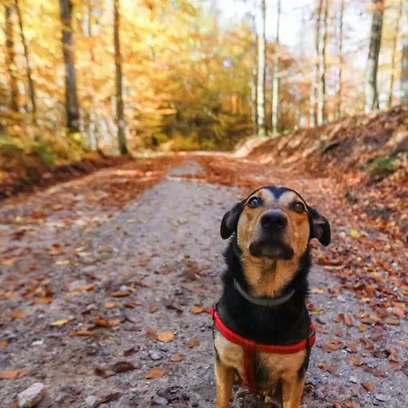 Гостевой дом Mm Kaszuby Lapalice