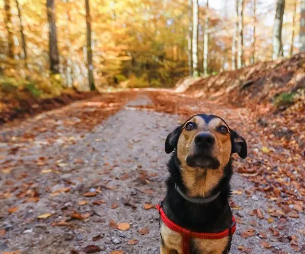 Guest house Mm Kaszuby Lapalice